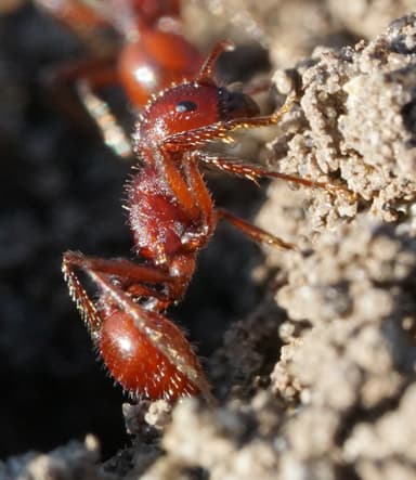 Pogonomyrmex subdentatus photo 44
