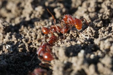 Pogonomyrmex subdentatus photo 46