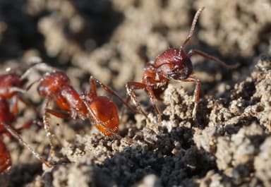 Pogonomyrmex subdentatus photo 47