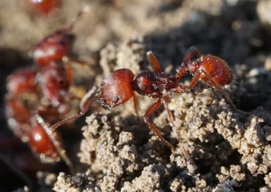 Pogonomyrmex subdentatus photo 48