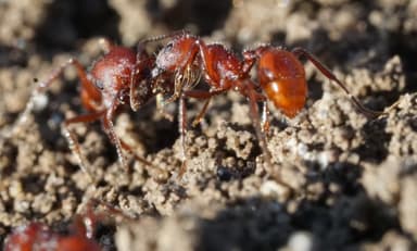 Pogonomyrmex subdentatus photo 49