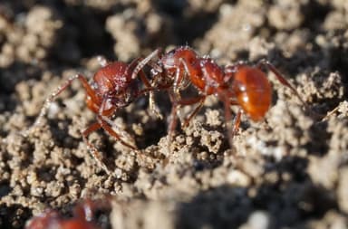 Pogonomyrmex subdentatus photo 50