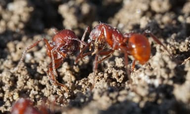 Pogonomyrmex subdentatus photo 51