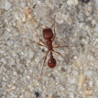 Pogonomyrmex subdentatus photo 54