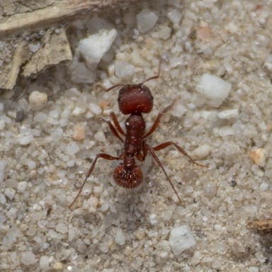 Pogonomyrmex subdentatus photo 55