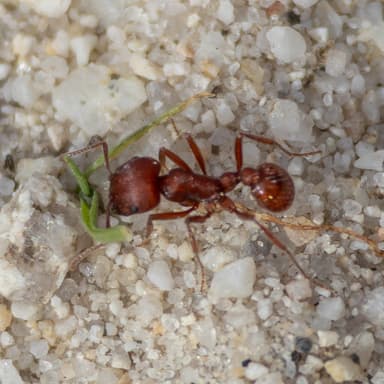 Pogonomyrmex subdentatus photo 56