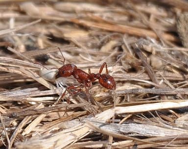 Pogonomyrmex subdentatus photo 57
