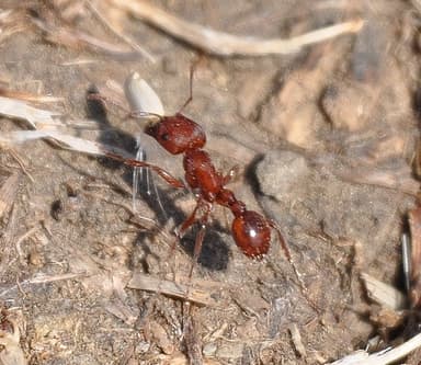 Pogonomyrmex subdentatus photo 58