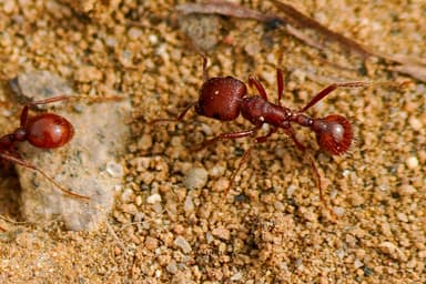Pogonomyrmex subdentatus photo 59