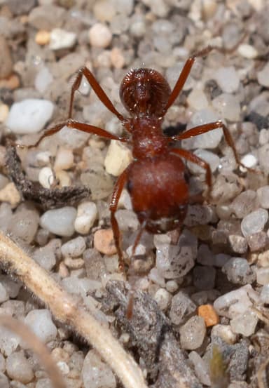 Pogonomyrmex subdentatus photo 60