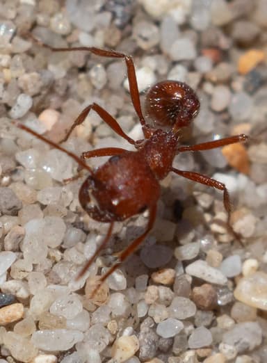 Pogonomyrmex subdentatus photo 61