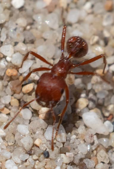 Pogonomyrmex subdentatus photo 62
