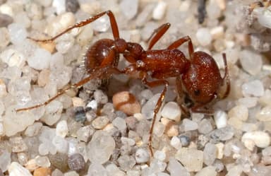 Pogonomyrmex subdentatus photo 63