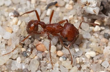 Pogonomyrmex subdentatus photo 64