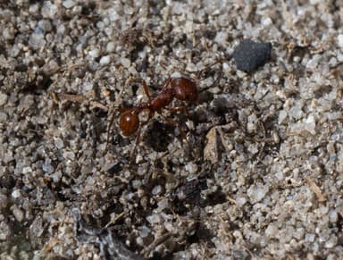 Pogonomyrmex subdentatus photo 68