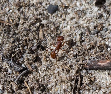 Pogonomyrmex subdentatus photo 69