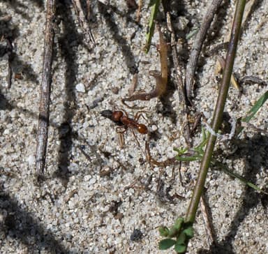 Pogonomyrmex subdentatus photo 70