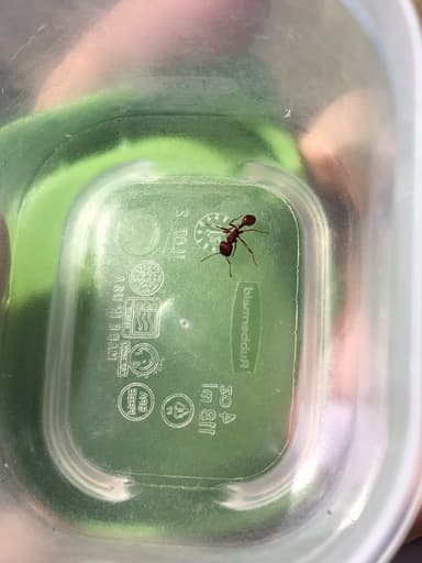 Pogonomyrmex subdentatus photo 71