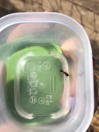 Pogonomyrmex subdentatus photo 72