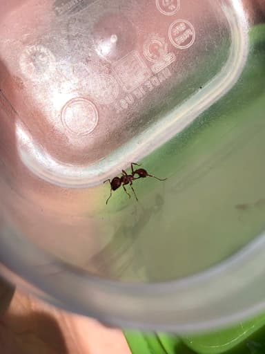 Pogonomyrmex subdentatus photo 73