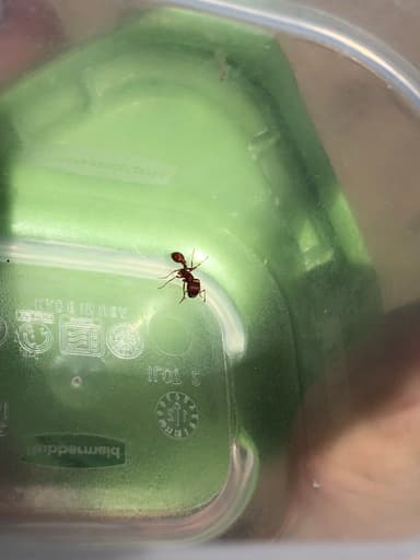 Pogonomyrmex subdentatus photo 74