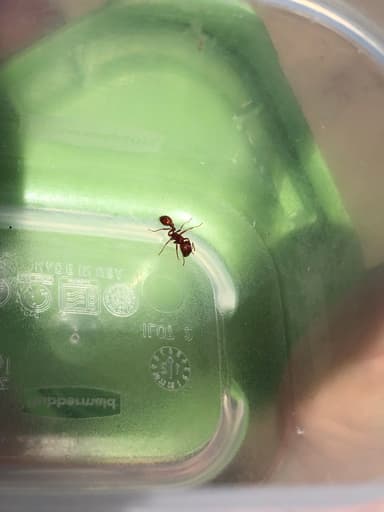 Pogonomyrmex subdentatus photo 75