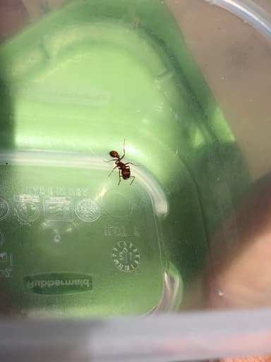 Pogonomyrmex subdentatus photo 76