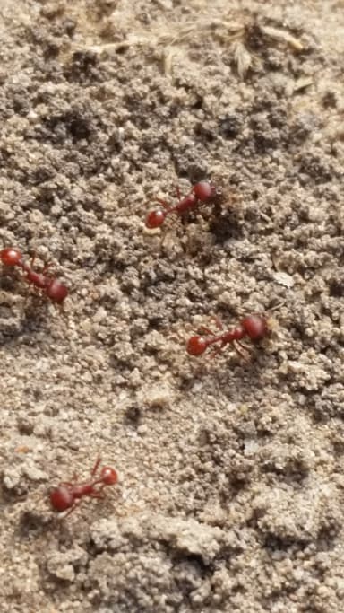 Pogonomyrmex subdentatus photo 77