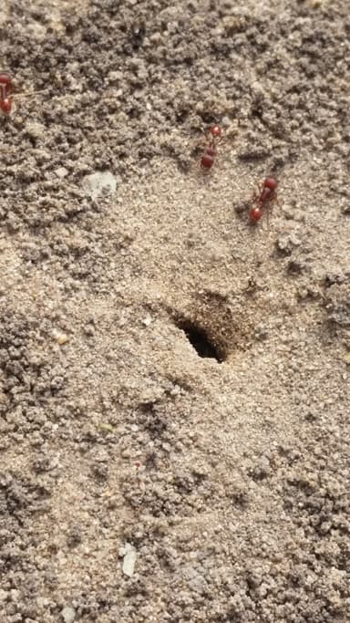 Pogonomyrmex subdentatus photo 78