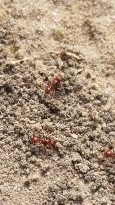 Pogonomyrmex subdentatus photo 79
