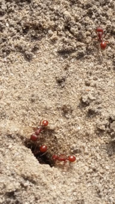 Pogonomyrmex subdentatus photo 80