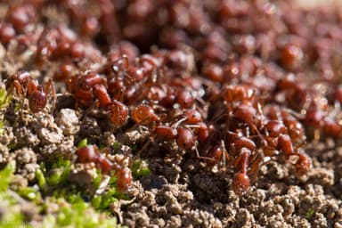 Pogonomyrmex subdentatus photo 81