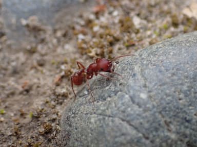 Pogonomyrmex subdentatus photo 82