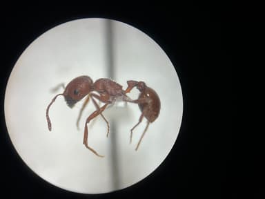 Pogonomyrmex subdentatus photo 85