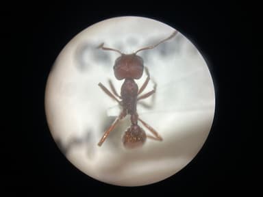 Pogonomyrmex subdentatus photo 86