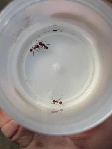 Pogonomyrmex subdentatus photo 88