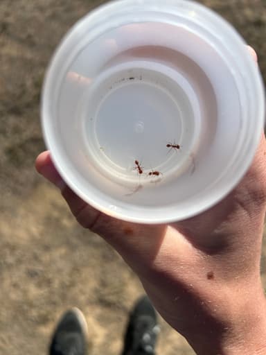 Pogonomyrmex subdentatus photo 89