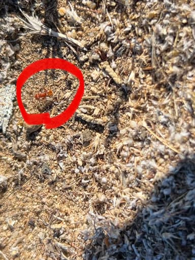 Pogonomyrmex subdentatus photo 90