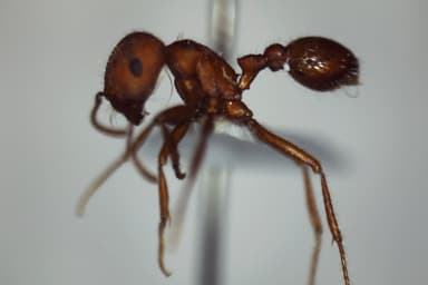 Pogonomyrmex subdentatus photo 93