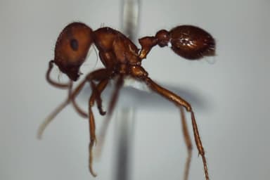 Pogonomyrmex subdentatus photo 94