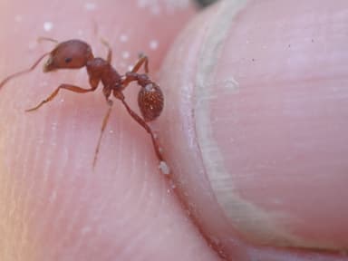 Pogonomyrmex subdentatus photo 95