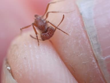 Pogonomyrmex subdentatus photo 96