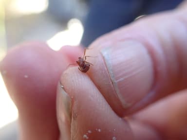 Pogonomyrmex subdentatus photo 97