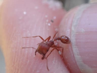 Pogonomyrmex subdentatus photo 98