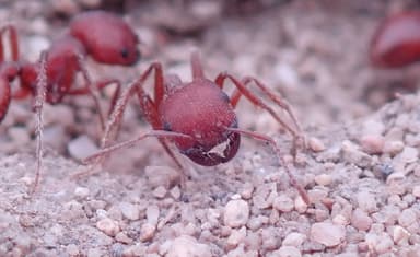 Pogonomyrmex subdentatus — colony photo 99