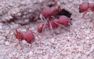 Pogonomyrmex subdentatus — colony photo 100