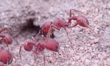 Pogonomyrmex subdentatus — colony photo 101