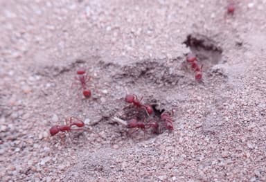 Pogonomyrmex subdentatus — colony photo 102
