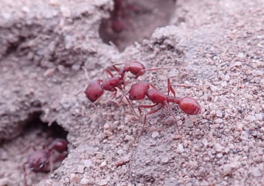 Pogonomyrmex subdentatus — colony photo 103