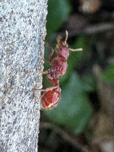 Pogonomyrmex subdentatus photo 104